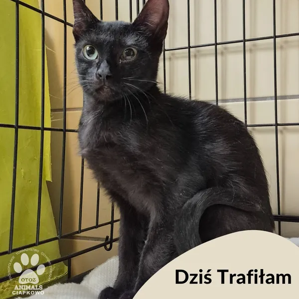 Znaleziono kota, Gdynia, 24 maja 2025