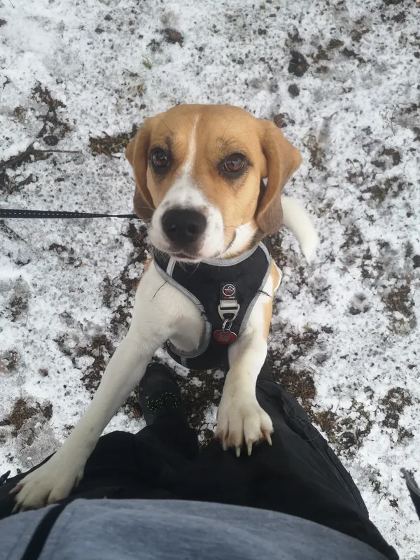 Zaginął pies, Cieksyn, 3 czerwca 2025 (1/2)