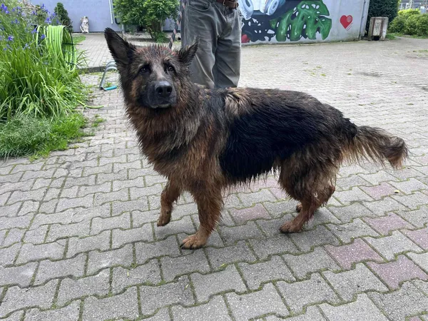 Pies do adopcji, Włocławek, 3 czerwca 2025 (1/2)