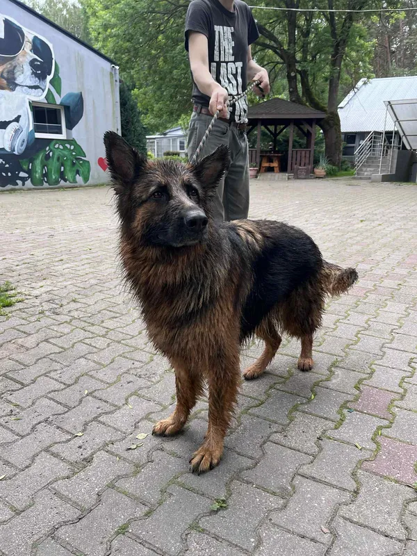 Pies do adopcji, Włocławek, 3 czerwca 2025 (2/2)