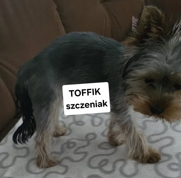 Zaginął pies, Gdańsk, Maćkowy, 3 czerwca 2025 (1/2)