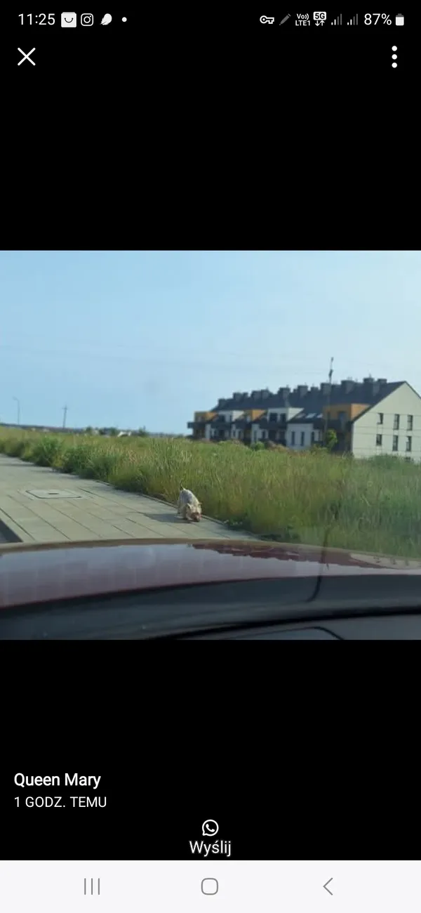 Zaginął pies, Gdańsk, Maćkowy, 3 czerwca 2025 (2/2)