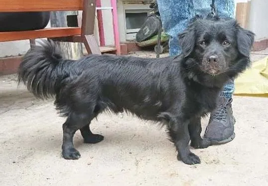 Znaleziono psa, Toruń, 2 czerwca 2025