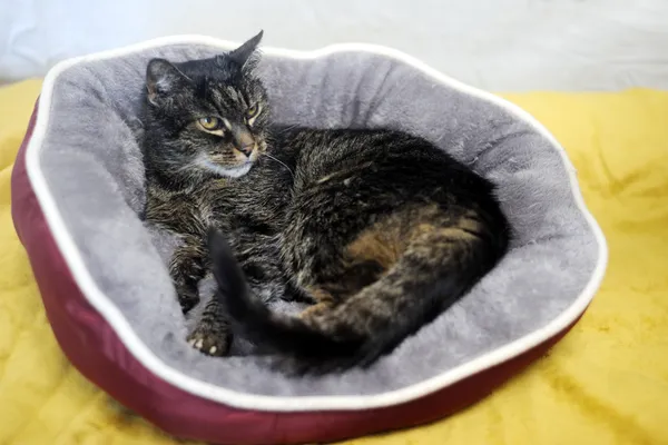 Znaleziono kota, Sosnowiec, 26 maja 2025 (3/4)