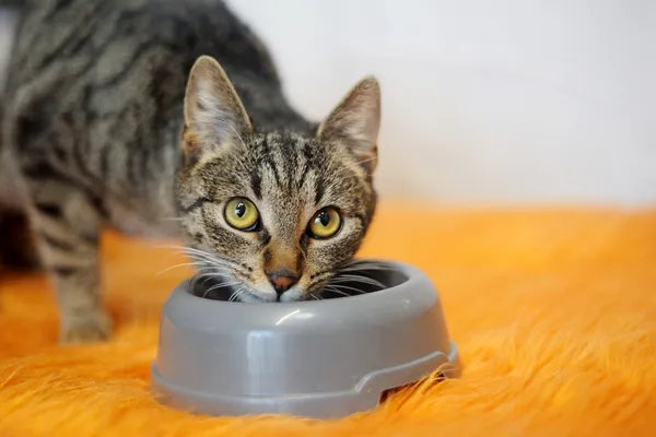 Znaleziono kota, Sosnowiec, 27 maja 2025 (3/5)