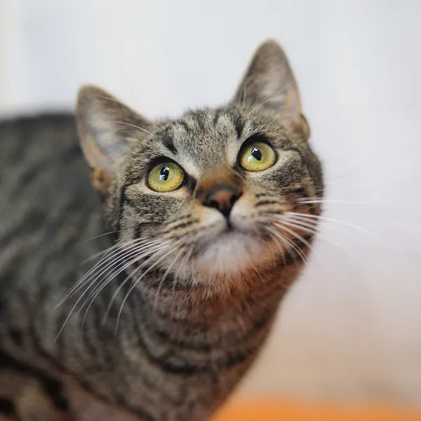 Znaleziono kota, Sosnowiec, 27 maja 2025 (1/5)