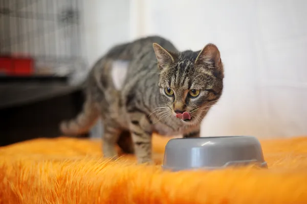 Znaleziono kota, Sosnowiec, 27 maja 2025 (4/5)