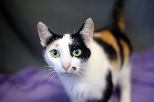 Znaleziono kota, Sosnowiec, 29 maja 2025 (1/5)