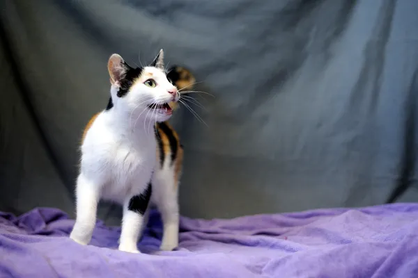 Znaleziono kota, Sosnowiec, 29 maja 2025 (3/5)