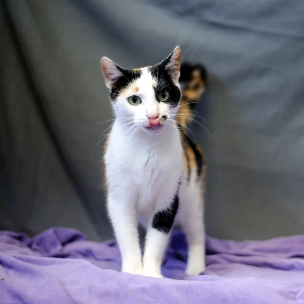 Znaleziono kota, Sosnowiec, 29 maja 2025 (4/5)