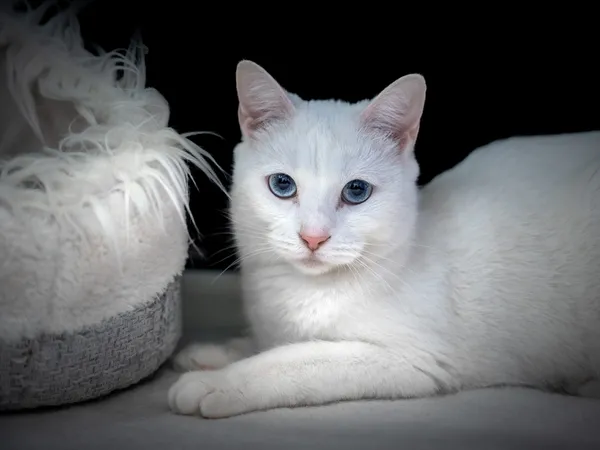 Znaleziono kota, Sosnowiec, 31 maja 2025 (2/5)