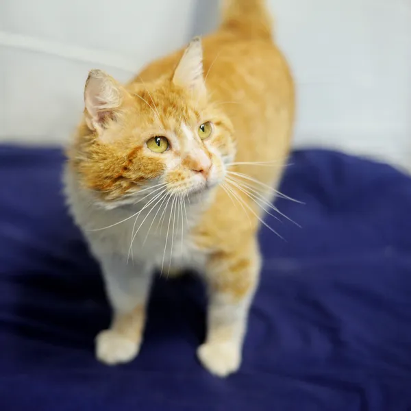 Znaleziono kota, Sosnowiec, 29 maja 2025 (1/3)