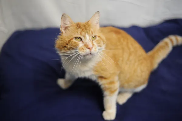 Znaleziono kota, Sosnowiec, 29 maja 2025 (3/3)