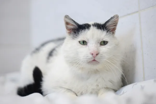 Znaleziono kota, Sosnowiec, 30 maja 2025 (1/5)