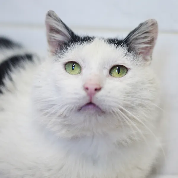 Znaleziono kota, Sosnowiec, 30 maja 2025 (2/5)