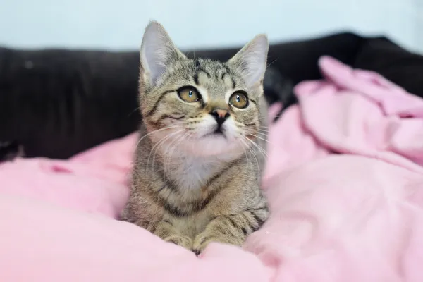 Znaleziono kota, Sosnowiec, 1 czerwca 2025 (1/5)