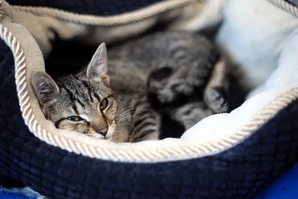 Znaleziono kota, Sosnowiec, 1 czerwca 2025 (2/5)