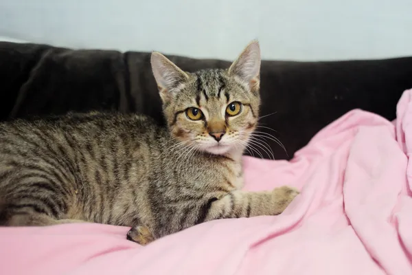 Znaleziono kota, Sosnowiec, 1 czerwca 2025 (4/5)