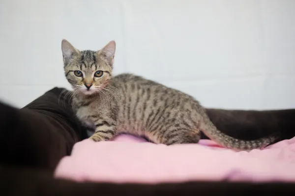 Znaleziono kota, Sosnowiec, 1 czerwca 2025 (3/5)