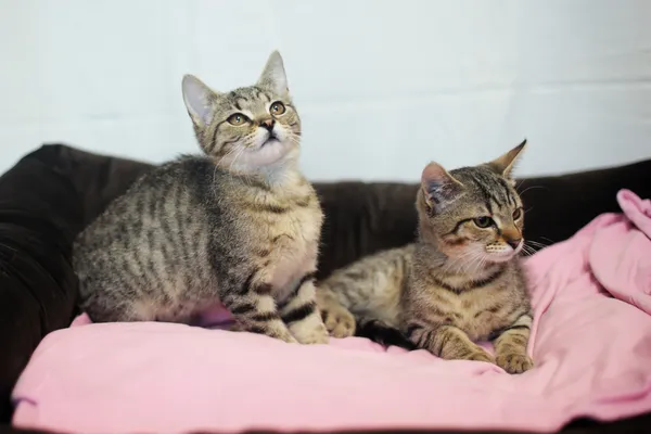 Znaleziono kota, Sosnowiec, 1 czerwca 2025 (4/5)