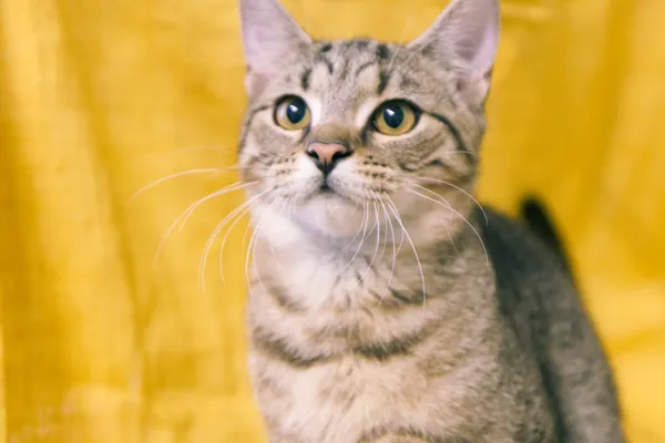 Znaleziono kota, Sosnowiec, 1 czerwca 2025 (5/5)