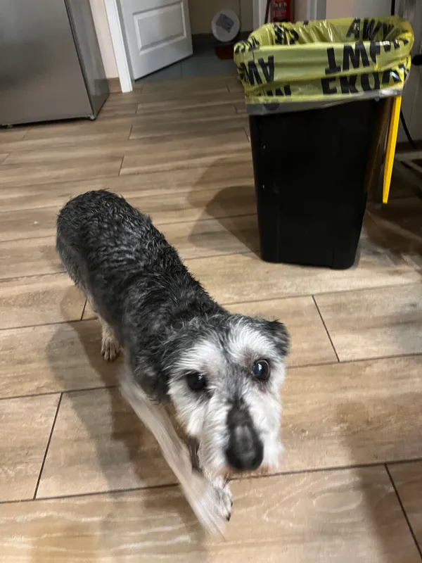 Znaleziono psa, Grom, 3 czerwca 2025 (1/2)