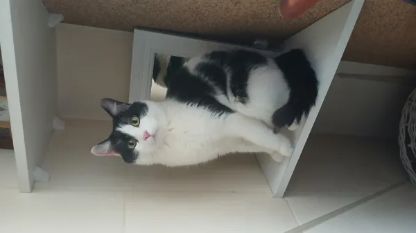 Zaginął kot, Łódź, 3 czerwca 2025