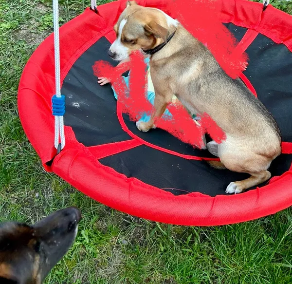 Zaginął pies, Kanie, 3 czerwca 2025 (3/3)