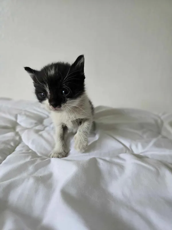 Znaleziono kota, Czartki, 3 czerwca 2025