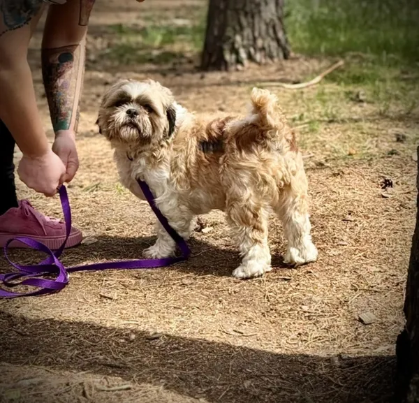 Pies do adopcji, Piła, 2 maja 2025 (5/5)