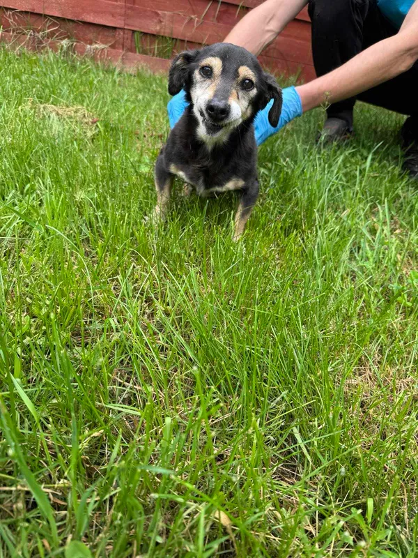 Znaleziono psa, Czartki, 3 czerwca 2025