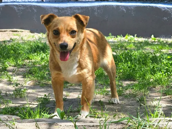 Pies do adopcji, Milanówek, 3 czerwca 2025 (1/5)