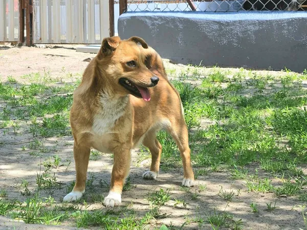 Pies do adopcji, Milanówek, 3 czerwca 2025 (2/5)