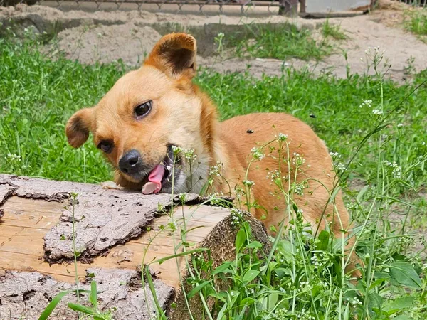 Pies do adopcji, Milanówek, 3 czerwca 2025 (3/5)