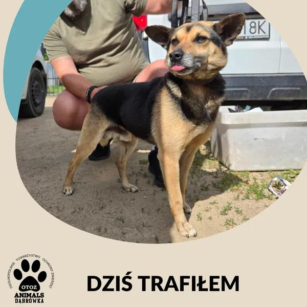 Znaleziono psa, Dąbrówka, 3 czerwca 2025