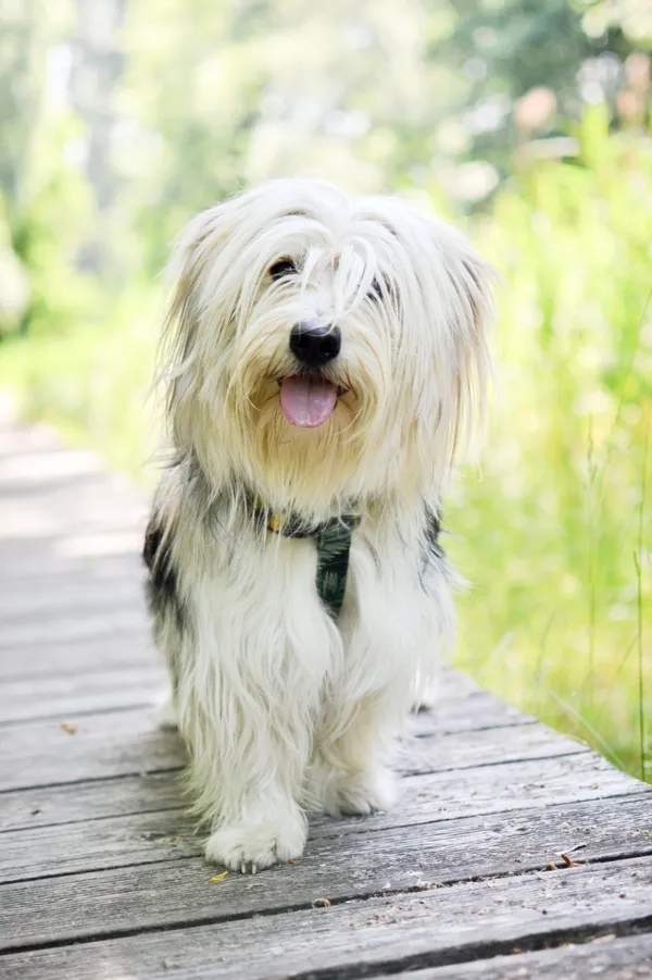 Znaleziono psa, Sosnowiec, 2 czerwca 2025 (4/5)