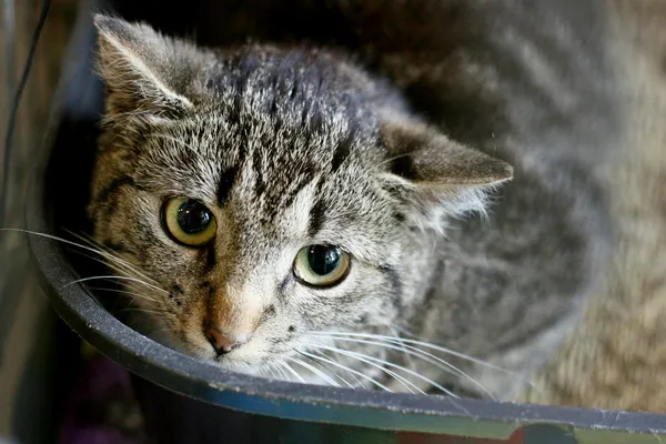 Znaleziono kota, Wałbrzych, 30 maja 2025