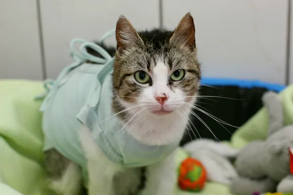 Znaleziono kota, Wałbrzych, 26 maja 2025