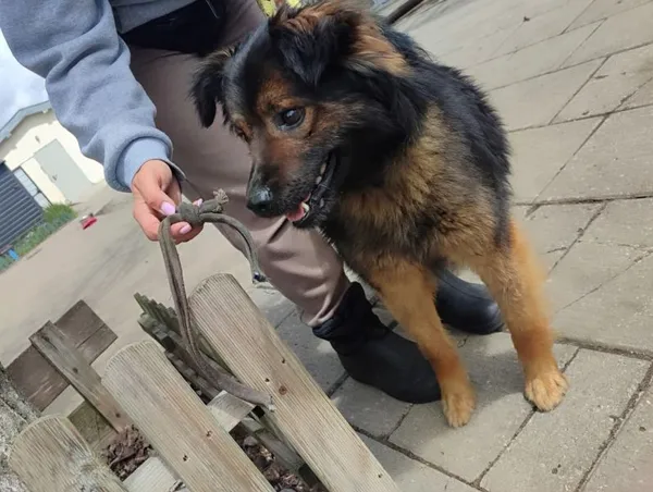 Pies do adopcji, Radom, 17 maja 2025