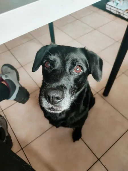 Pies do adopcji, Radom, 12 maja 2025