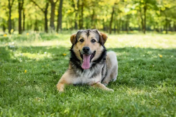 Pies do adopcji, Radom, 26 kwietnia 2025