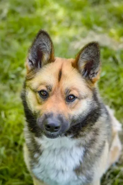 Pies do adopcji, Radom, 15 kwietnia 2025