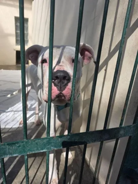 Pies do adopcji, Radom, 14 kwietnia 2025