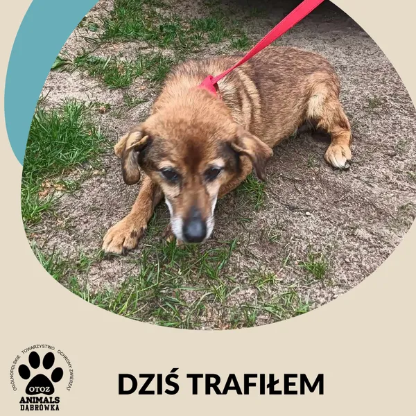 Znaleziono psa, Dąbrówka, 1 czerwca 2025