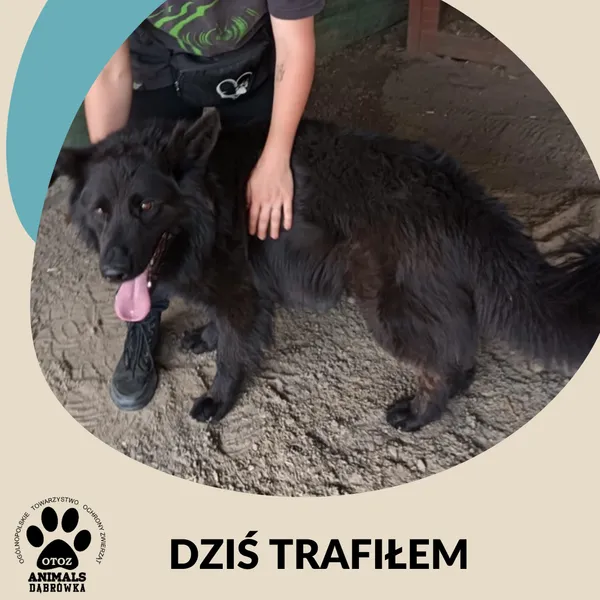 Znaleziono psa, Dąbrówka, 1 czerwca 2025