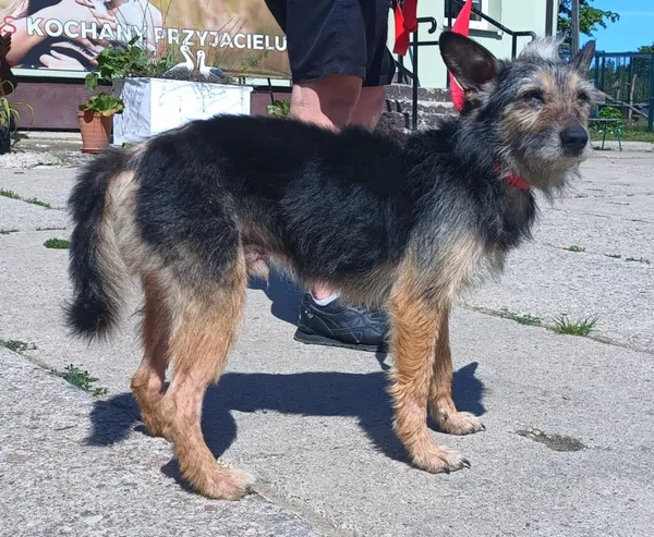 Znaleziono psa, Pieckowo, 30 maja 2025 (1/2)