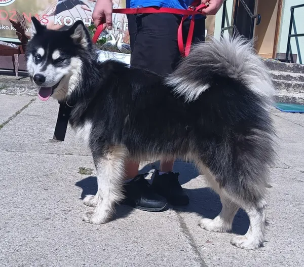 Znaleziono psa, Pieckowo, 30 maja 2025 (1/2)