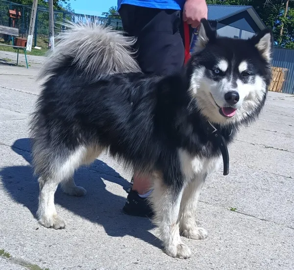 Znaleziono psa, Pieckowo, 30 maja 2025 (2/2)