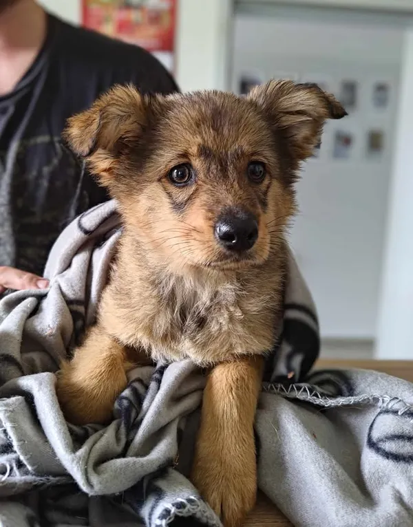 Znaleziono psa, Lublin, 3 czerwca 2025