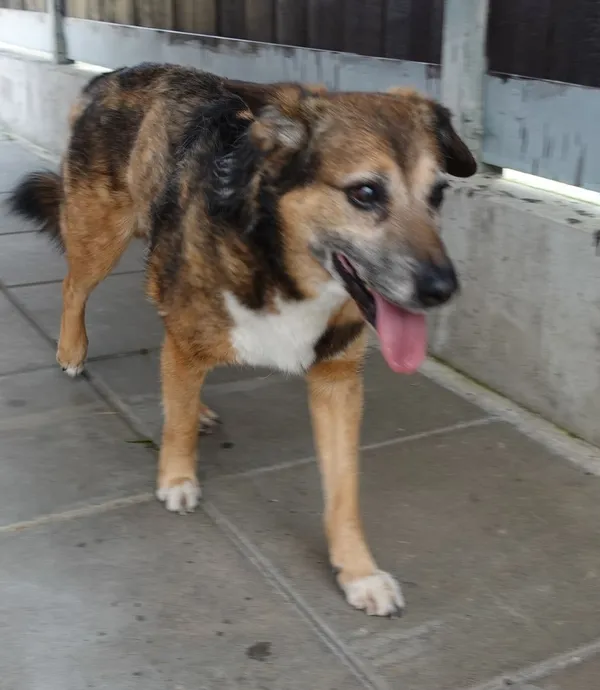 Znaleziono psa, Gdańsk, 3 czerwca 2025